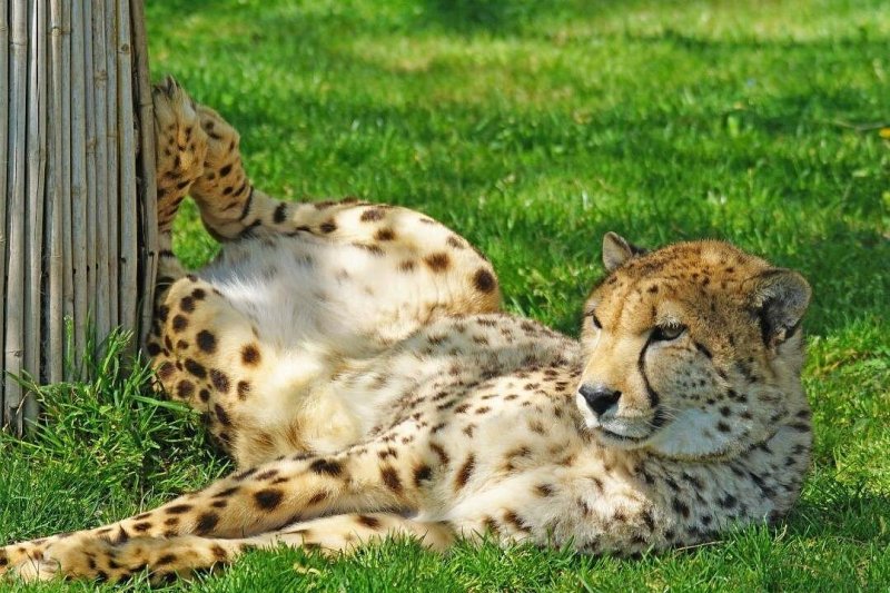 Cheetah laying 