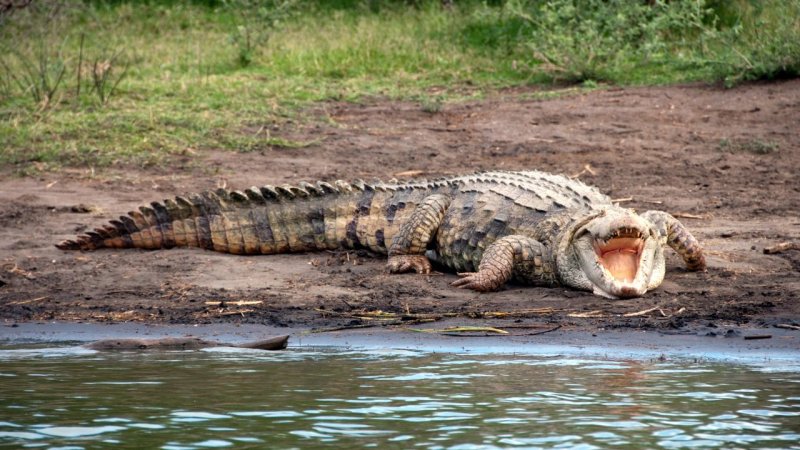 Crocodile