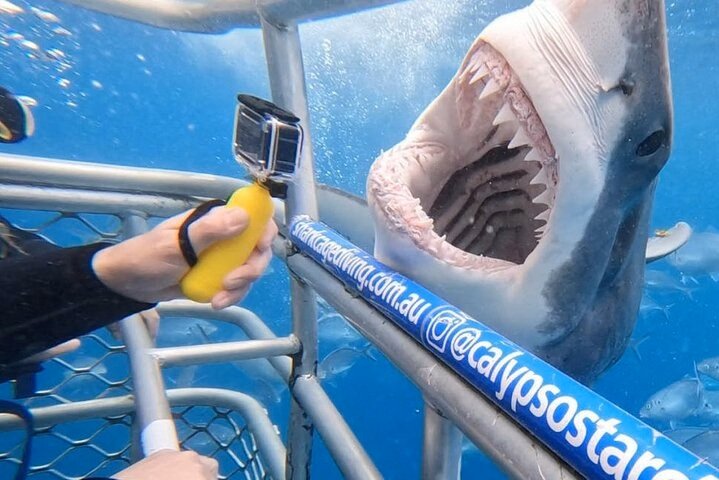 SharkCage