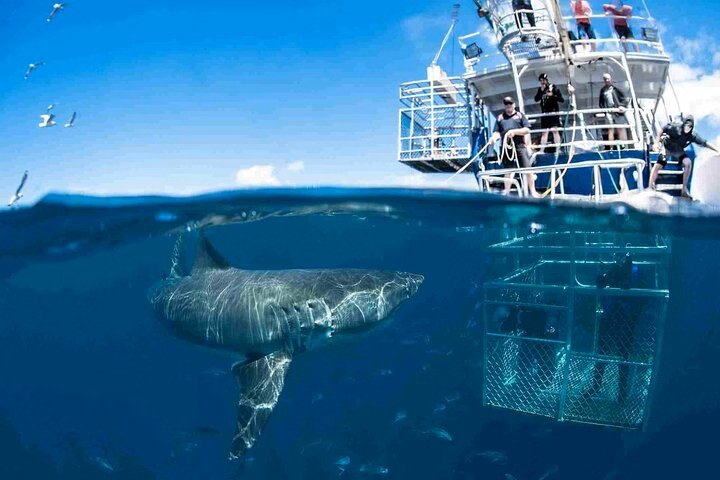 shark1